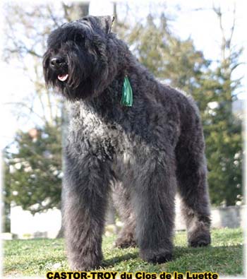 BOUVIER DES FLANDRES ET TRAVAIL du Clos de la Luette Copyright